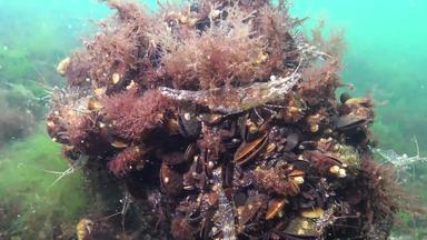 虾海底帕拉蒙adspersus一般被称为波罗的海虾黑色的海